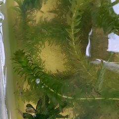 【500円】ミナミヌマエビ50匹（サイズバラバラ）の画像