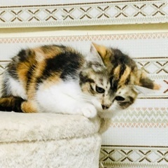 子猫、中長毛の三毛ちゃん♡2ヶ月くらい