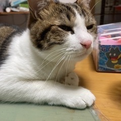 1歳のオス