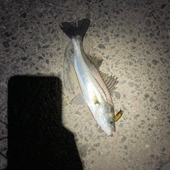 釣り友になりましょう。 - その他