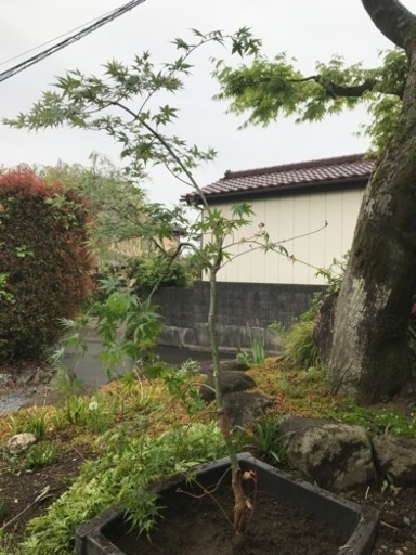 もみじ