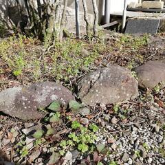 【無料】庭石、差し上げますの画像