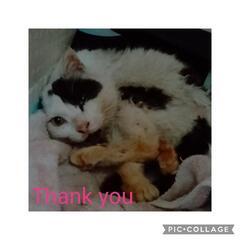 猫用品 キャットケージ 3段ケージ ペットシーツ 古タオルなど