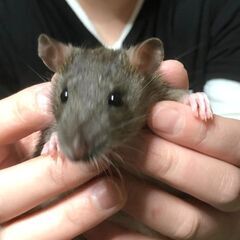 黒のファンシーラット
