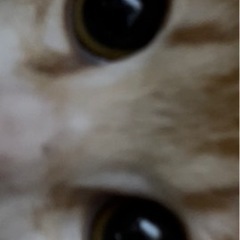 里親きまりました。問い合わせ頂いた方ありがとう御座います。