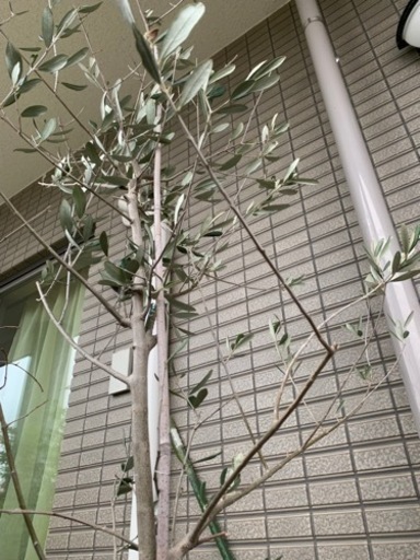 オリーブの木　創樹Souju　別出品の植木鉢あり