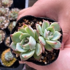 多肉植物　（韓国苗）1ポット　500円〜1000円の画像