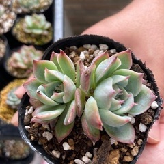 多肉植物　（韓国苗）1ポット　500円〜1000円の画像