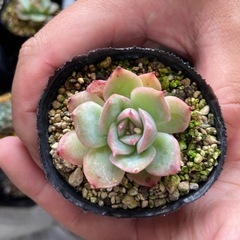 多肉植物　（韓国苗）1ポット　500円〜1000円の画像
