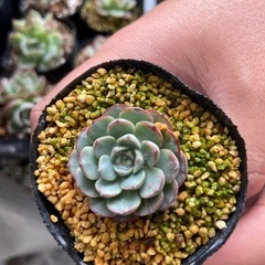多肉植物　（韓国苗）1ポット　500円〜1000円の画像