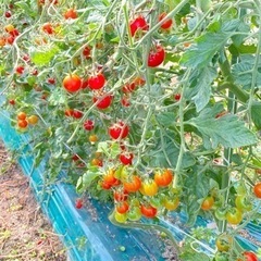 お手伝いカテゴリにて再掲載してます。の画像