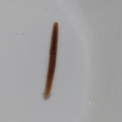 プラナリア（アメリカツノウズムシ？）30匹