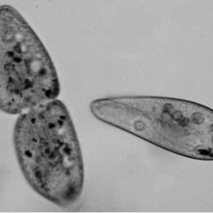 🐸Z)メダカの稚魚にゾウリムシ❣️無料プレゼント❣️お1人様2ℓまで