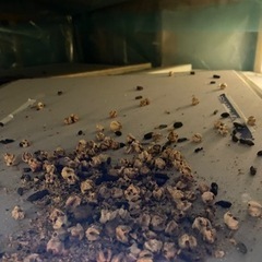 害獣ゼロの三浦です。害獣でお困りの方是非！ - 座間市