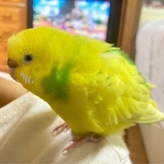 迷子セキセイインコ探してます