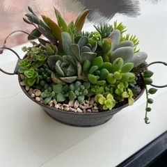 多肉植物の寄せ植え