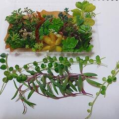 多肉植物 詰め合わせ② 5月1日まで