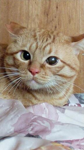茶トラ 人馴れしていないシャーシャーな3歳の茶トラ猫😸 (chibi) 三十八