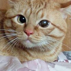 人馴れしていないシャーシャーな3歳の茶トラ猫😸