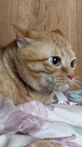 ちぎり和紙 おすまし招き猫 茶トラ・縁起物 / 京都の人形