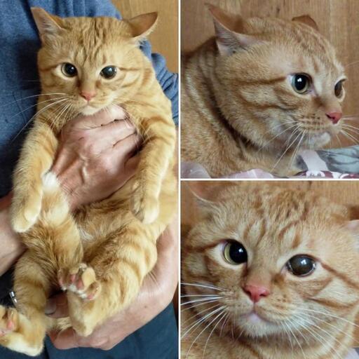 茶トラ 珍しい猫】茶トラのメス猫は2万匹に1匹ビビりで引きこもりでも