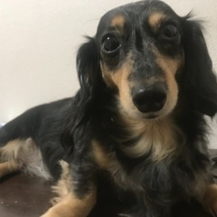 犬友募集✩.*˚ 情報交換募集✩.*˚