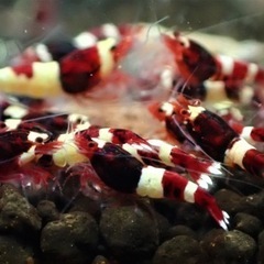 【15尾】レッドシャドー シュリンプの画像