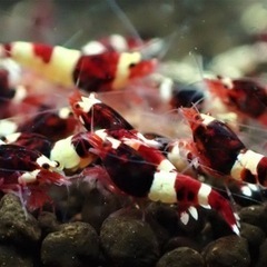 【15尾】レッドシャドー シュリンプの画像