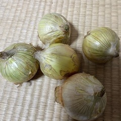 【お値下げしました】無農薬‼️新玉ねぎ　５個セット
