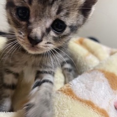 5匹保護猫の里親募集します