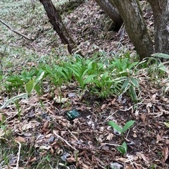 山のクラブ season2 - その他