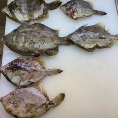 釣り仲間　募集中 - 友達