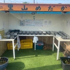 改良メダカ無人販売所　里山めだか　4/25出店