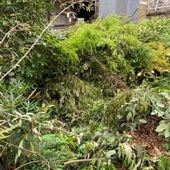 樹木の医者がお庭の管理、お手伝いいたします。 - 助け合い