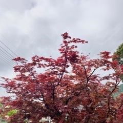 樹木の医者がお庭の管理、お手伝いいたします。 − 広島県