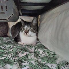 キジトラ・オス・10歳の画像