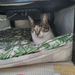 キジトラ・オス・10歳 - 市川市