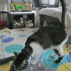 キジトラ・オス・10歳 - 里親募集