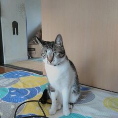キジトラ・オス・10歳 - 猫