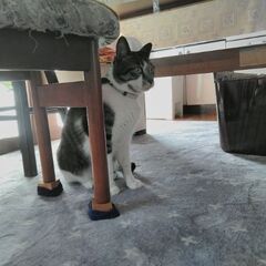 キジトラ・オス・10歳 − 千葉県