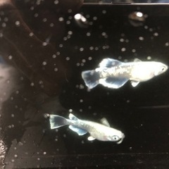メダカ10匹500円〜良血統の種類多数