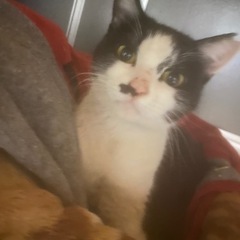 さくら猫ちゃん！