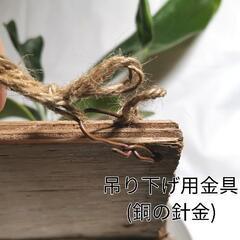 【観葉植物】ビカクシダ 'ネザーランド'（コウモリラン）市外配送"可"の画像