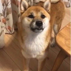 柴犬　3歳　メス　去勢済み