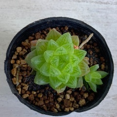 多肉植物　ハオルチア　ウンブラティコラの画像