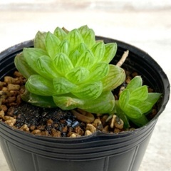 多肉植物　ハオルチア　ウンブラティコラの画像