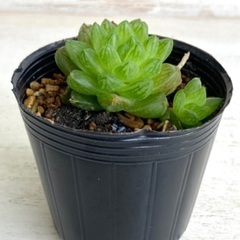 多肉植物　ハオルチア　ウンブラティコラの画像
