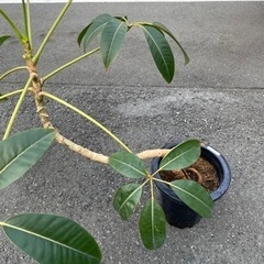 観葉植物　曲がりツピタンサス