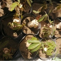 キャッサバ芋　苗　5本セット