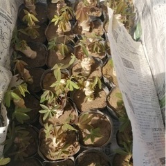 キャッサバ芋　苗　5本セットの画像